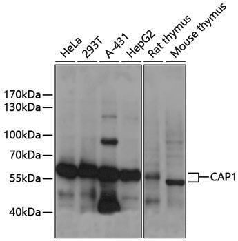Anti-CAP1 Rabbit pAb