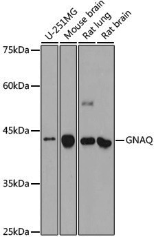 Anti-GNAQ Rabbit pAb