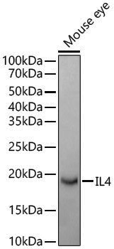 Anti-IL-4 Rabbit pAb
