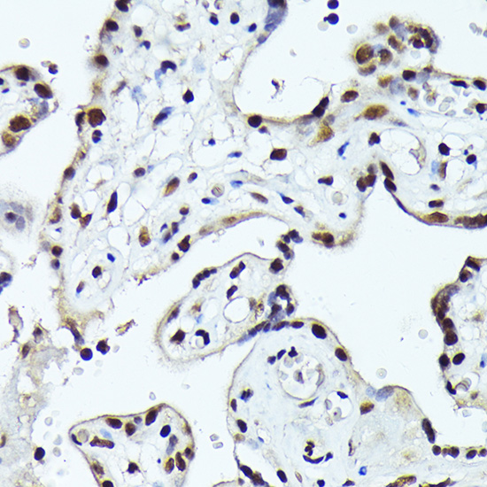 Anti-Fos B Rabbit pAb