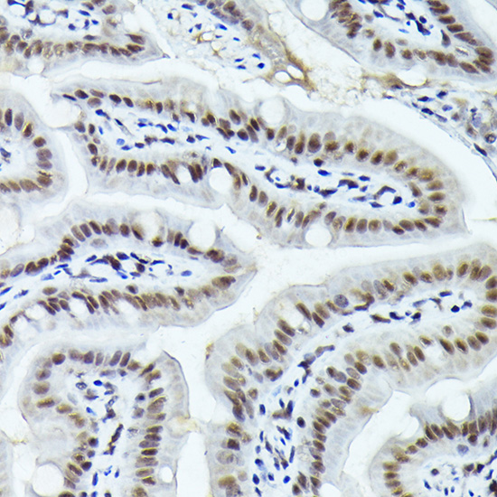 Anti-Fos B Rabbit pAb