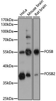 Anti-Fos B Rabbit pAb