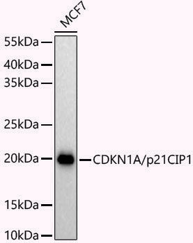 Anti-p21 Rabbit pAb