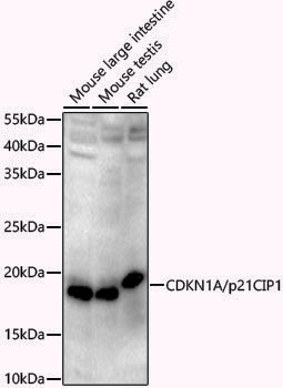 Anti-p21 Rabbit pAb