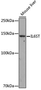 Anti-CD130 Rabbit pAb