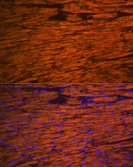 Anti-MYL2 Rabbit pAb