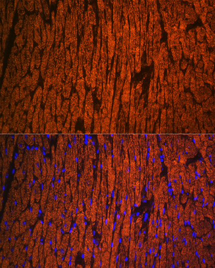Anti-MYL2 Rabbit pAb