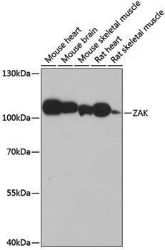 Anti-ZAK Rabbit pAb