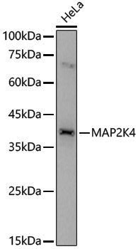 [KO Validated] Anti-MEK4 Rabbit pAb