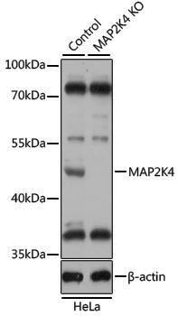 [KO Validated] Anti-MEK4 Rabbit pAb
