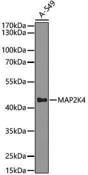 [KO Validated] Anti-MEK4 Rabbit pAb