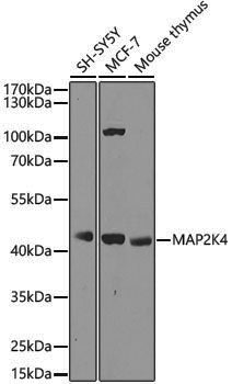 [KO Validated] Anti-MEK4 Rabbit pAb