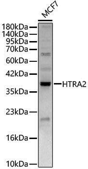 Anti-HtrA2 Rabbit pAb