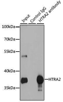 Anti-HtrA2 Rabbit pAb