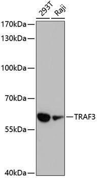 Anti-TRAF3 Rabbit pAb