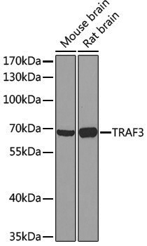 Anti-TRAF3 Rabbit pAb