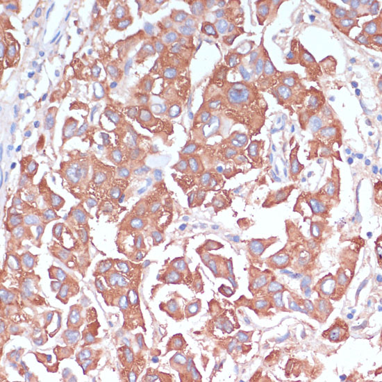 Anti-LRP1 Rabbit pAb