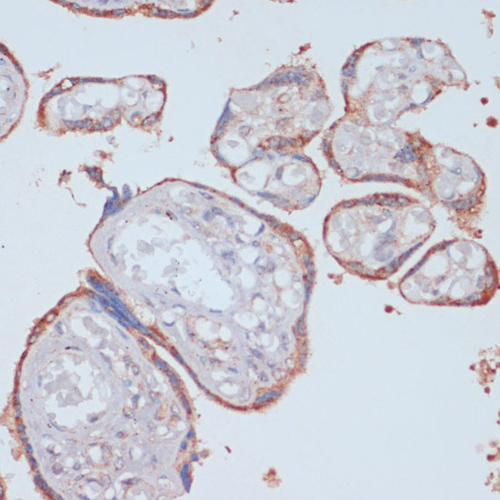 Anti-LRP1 Rabbit pAb