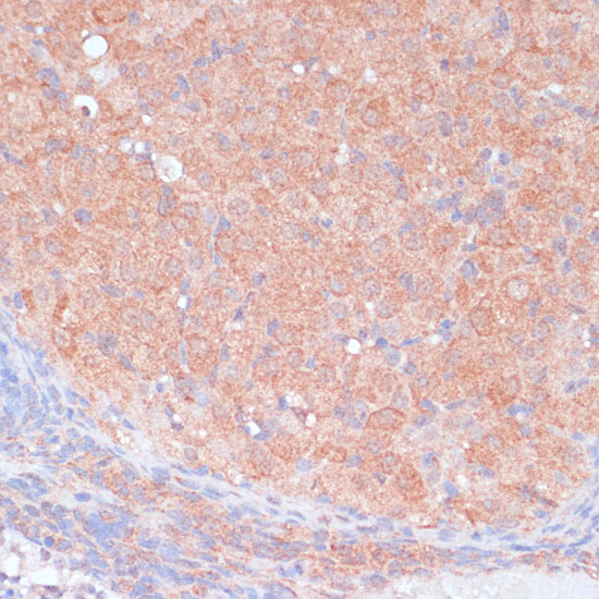Anti-LRP1 Rabbit pAb
