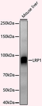 Anti-LRP1 Rabbit pAb