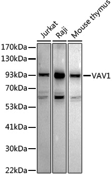 Anti-Vav proteins Rabbit pAb