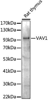 Anti-Vav proteins Rabbit pAb