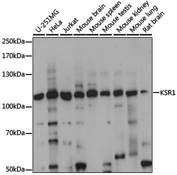 Anti-KSR1 Rabbit pAb
