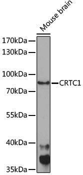 Anti-CRTC1 Rabbit pAb
