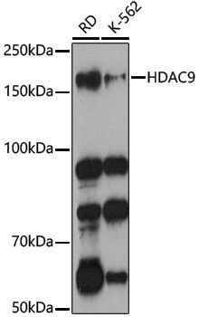 Anti-HDAC9 Rabbit pAb