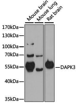 Anti-DAP kinase 3 Rabbit pAb