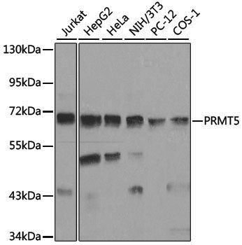 Anti-PRMT5 Rabbit pAb