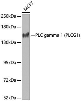 Anti-PLCG1 Rabbit pAb