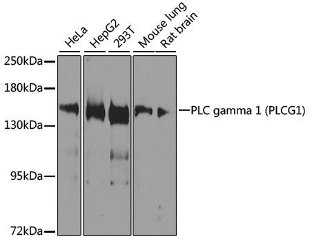 Anti-PLCG1 Rabbit pAb