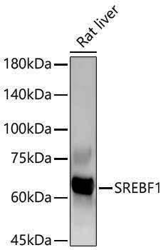 Anti-SREBP1 Rabbit pAb