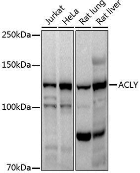 Anti-ATP Citrate lyase Rabbit pAb