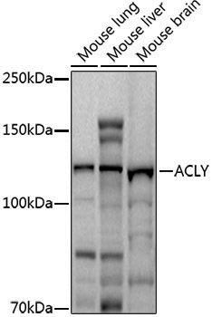 Anti-ATP Citrate lyase Rabbit pAb