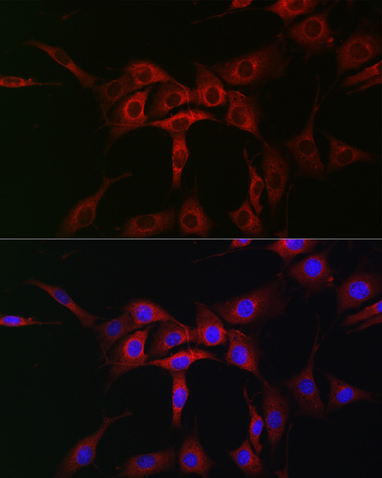 Anti-ATG12 Rabbit pAb