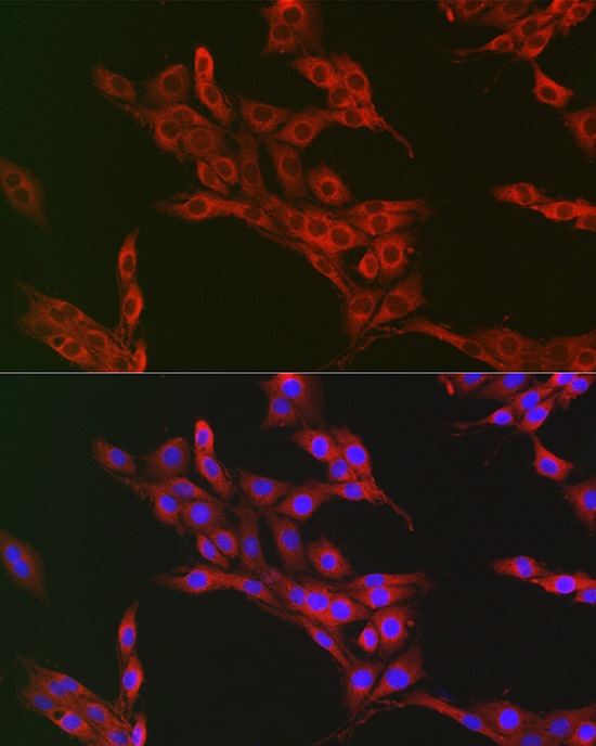 Anti-ATG12 Rabbit pAb