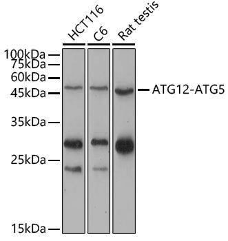 Anti-ATG12 Rabbit pAb