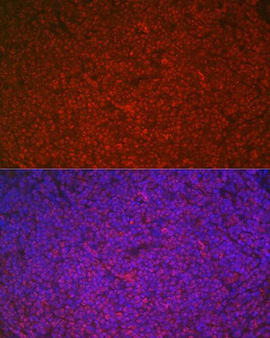 Anti-ETS1 Rabbit pAb