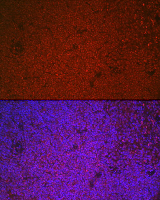 Anti-ETS1 Rabbit pAb