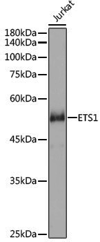 Anti-ETS1 Rabbit pAb