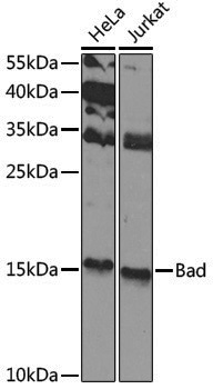 Anti-Bad Rabbit pAb