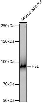 Anti-Hormone Sensitive Lipase Rabbit pAb