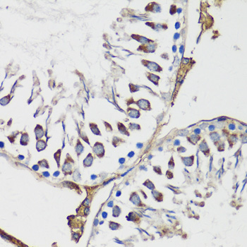 Anti-Cyclin B1 Rabbit pAb