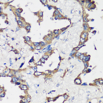Anti-Cyclin B1 Rabbit pAb