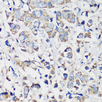 Anti-Cyclin B1 Rabbit pAb