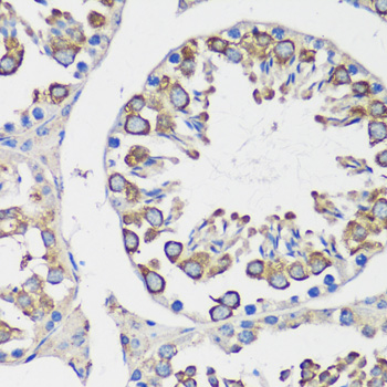 Anti-Cyclin B1 Rabbit pAb