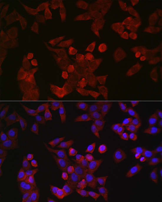 Anti-Cyclin B1 Rabbit pAb