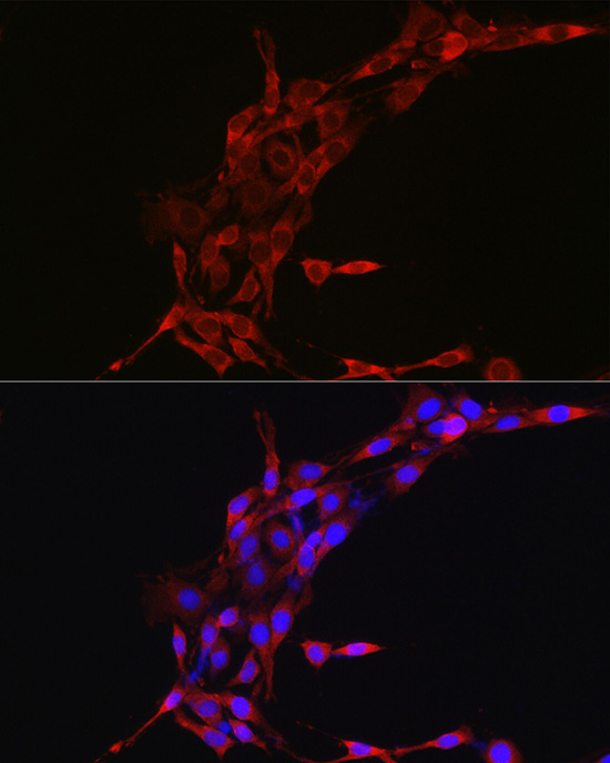 Anti-Cyclin B1 Rabbit pAb